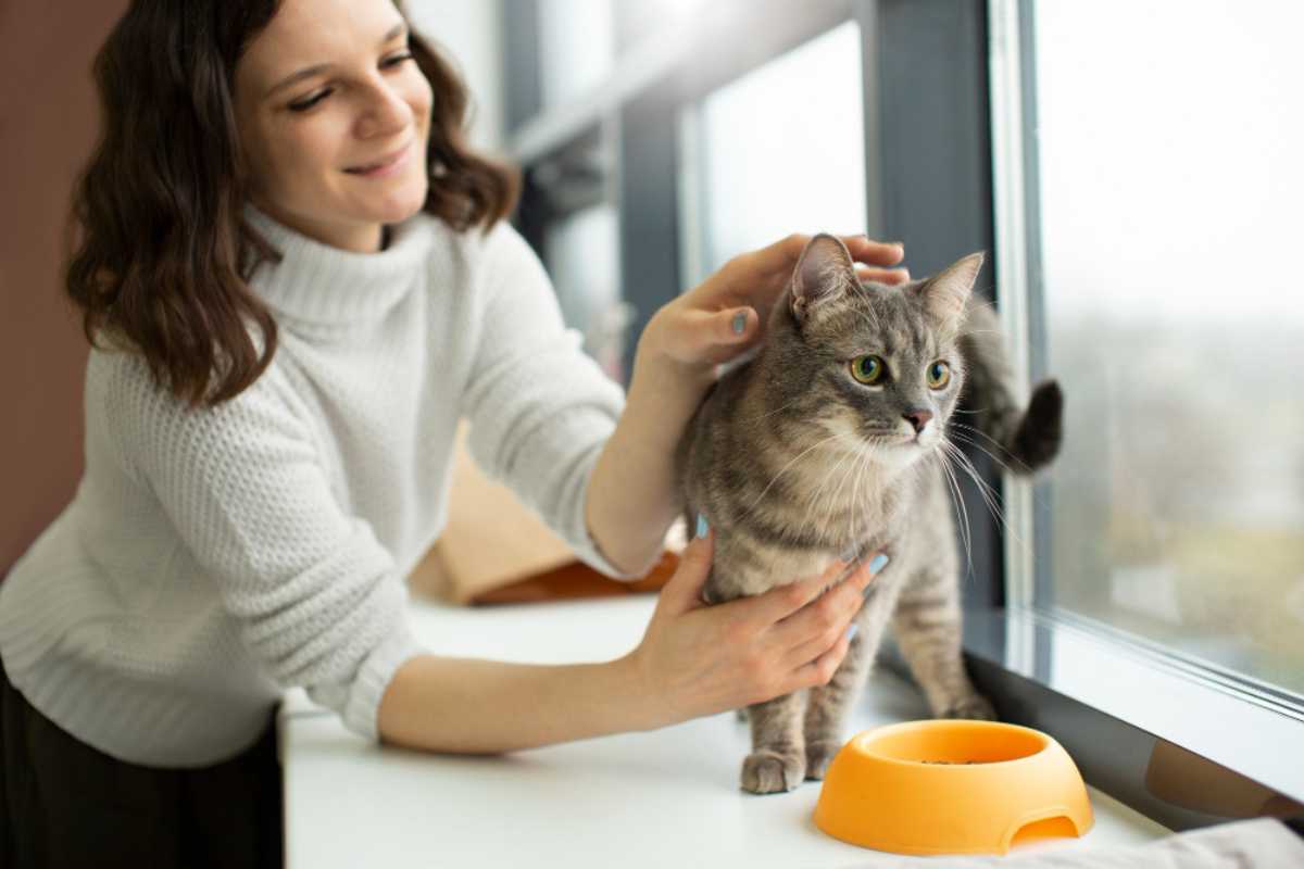 Quantas vezes por dia devo alimentar meu gato? Cuidados para saúde e bem-estar do felino