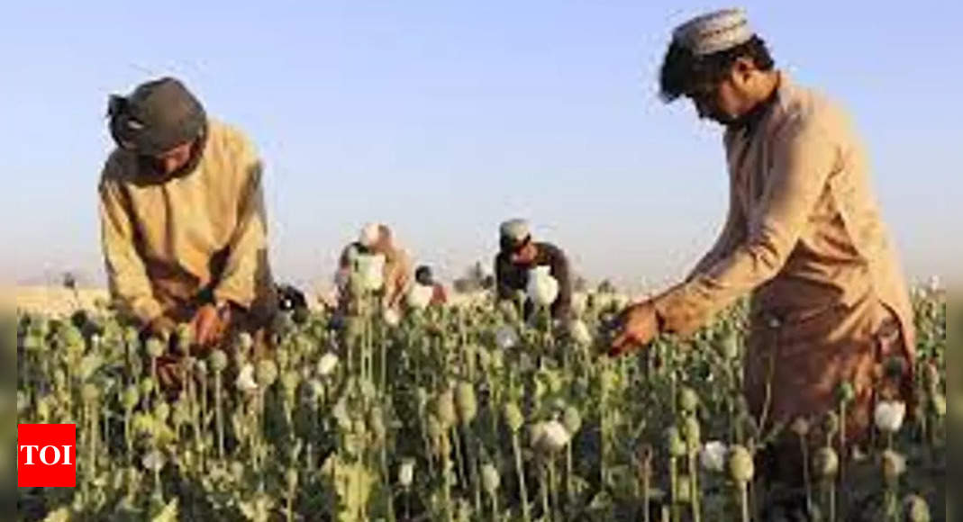 Talibã: Talibã do Afeganistão anuncia proibição da produção de papoula