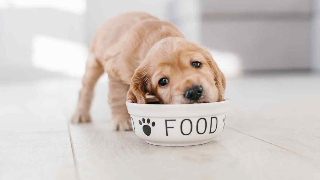 Nutrição e alimentação saudável para cães filhotes