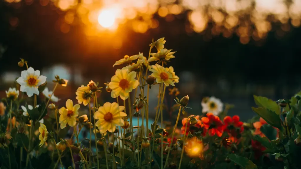 O que o sol faz com as flores
