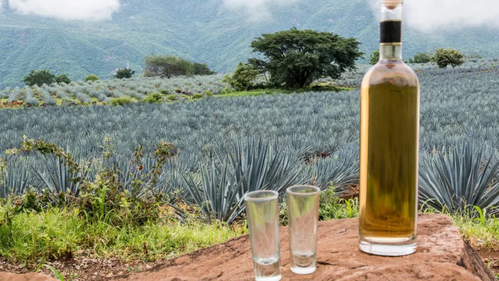 Principal bebida alcoólica do México