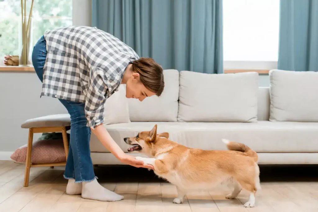 Técnicas para evitar que seu cão ou gato fuja de casa