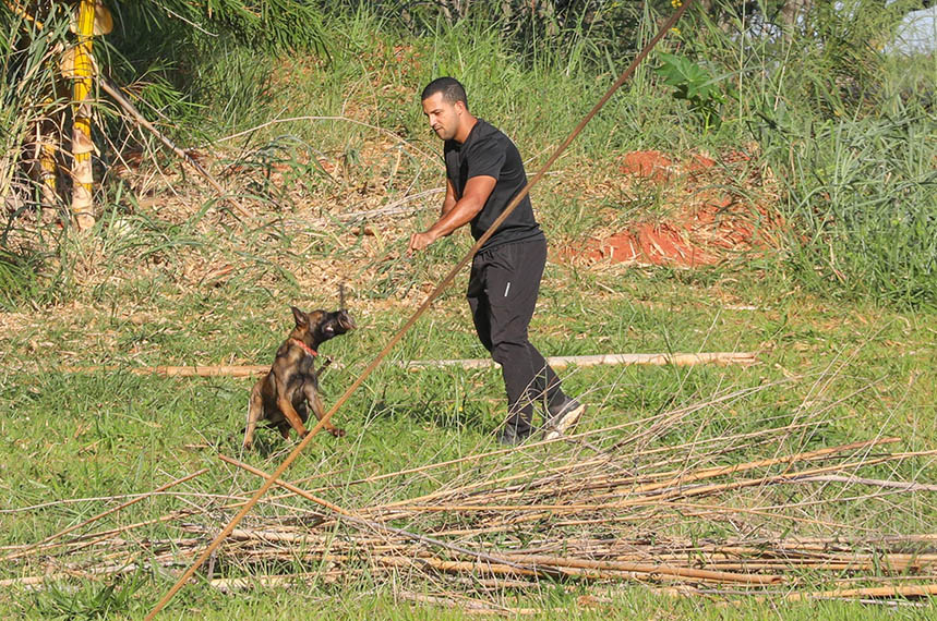 Cães com 300M receptores olfativos na segurança de Brasília