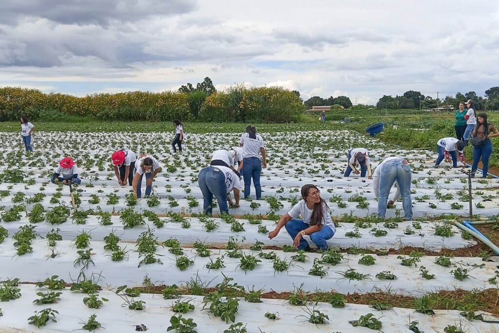 Mulheres do campo: 100 certificadas em Brazlândia