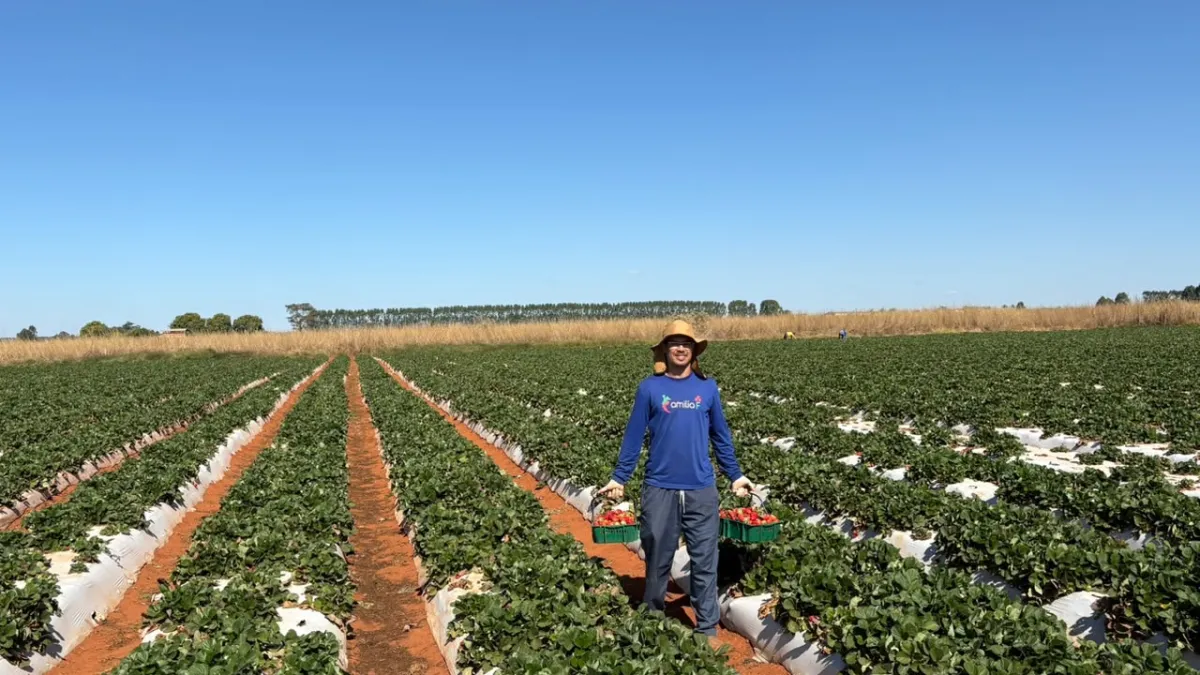 Agricultura familiar no DF: rotina de quem produz o alimento